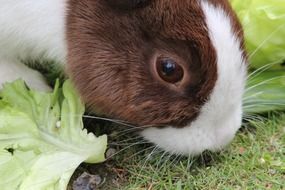 dwarf rabbit is a rodent