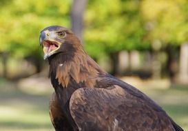 portrait of a raptor among nature