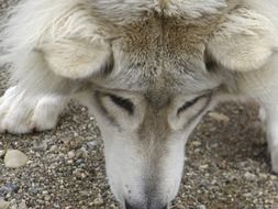 head of Grey Young dog at ground, Canada, Yukon