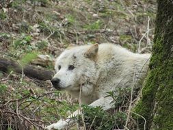 wild white wolf in the forest