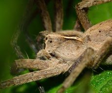 Pisaura is a genus of Eurasian spiders