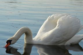 white swan drinking water in the lake