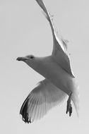 seagull flies with rastavlennÑmi wings