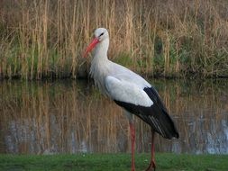 White stork on a background of a pond