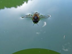 Picture of the insect in a water