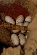 Bearded Dragon lizard Eggs in ground