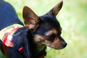 portrait of black small dog