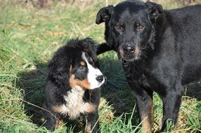 bernese mountain puppy and big domestic dog