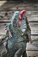 iguana showing its tongue