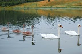 brown and white swans swim in a pond in autumn in Russia