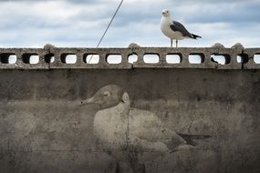 Seagull Birds poster drawing