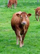 brown cows on the pasture