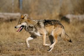 mexican wolf runs on dry grass