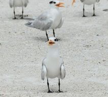 Birds are on the beach