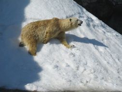 White Bear in the zoo