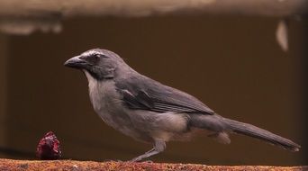 Closeup photo of wild bird