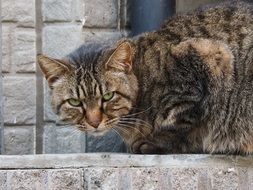 cute lovely sad Cat