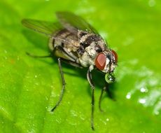 fly on the green wet leaf