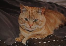 red cat lies on a brown bedspread