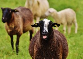 bleating sheep on a blurred background