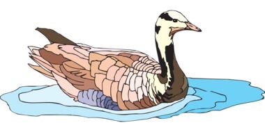 goose drawing on the water