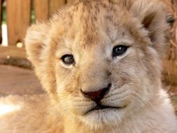 lion cub in the reserve