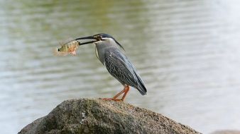 Asian Heron Bird with Fish