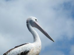 proud pelican in wildlife