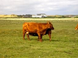 cows in a pasture with green grass