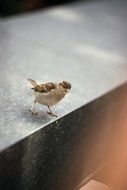 little sparrow on the edge of the stone