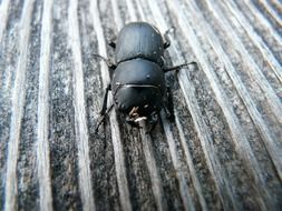 dorcus parallelipipedus close-up