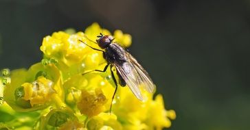 Small Fly on milkweed