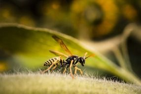 close up photo of wasp on a hairy plant