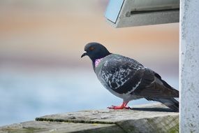 gray dove on a sunny day