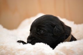 sleepy black puppy
