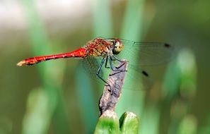 red dragonfly on a plant on blurred background