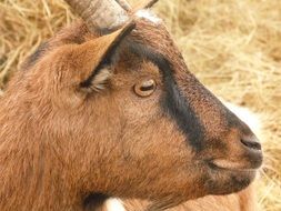 gorgeous beauty Brown Goat