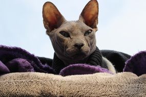 beautiful bald cat sphinx