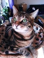 beautiful home cat with mysterious eyes