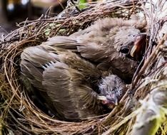 fluffy young chicks in a nest on a tree