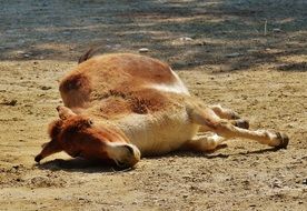 donkey in the hellabrunn zoo