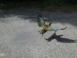 Parrot bird in flight, New Zealand