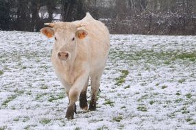 red Cow walking on Snowy Field