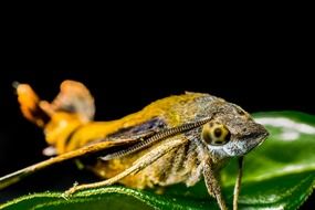 macro view of moth on a green leaf