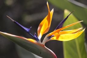 exotic strelitzia flower