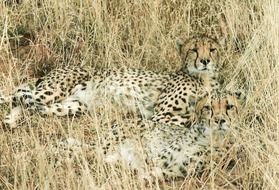 Cheetah rests in the tall grass