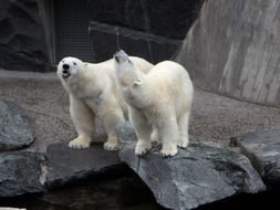 two polar bears on large stones