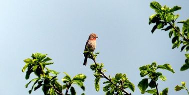 Bird Redhead