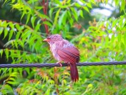 Sparrow Bird in the wildlife