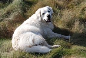 the retriever is lying on the green grass